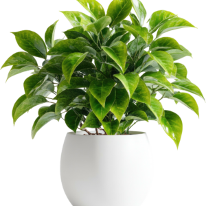 Ryme Mini/Small Green Wild Flower Artificial Flower with pot.