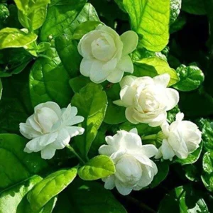 Herbalism jasmine plant