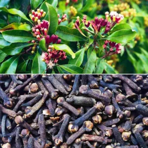 Clove Plant (Hybrid, Pack of 1)