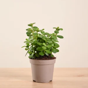Jade plant {live}