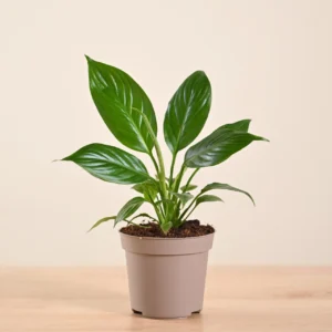 Peace Lily plant