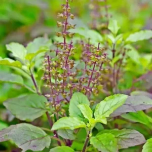 Tulsi plant