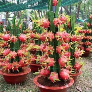 Dragon Tree (Hybrid, Pack of 1)
