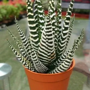Howarthia Zebra Plant (Hybrid, Pack of 1)