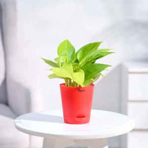 Golden Money plant