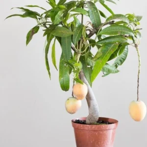 Mango Plant (Hybrid, Pack of 1)
