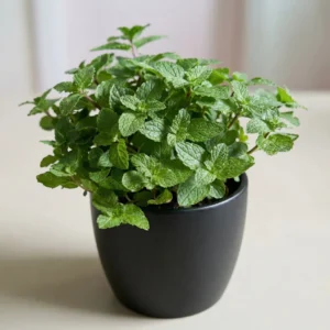Mint leaf plant