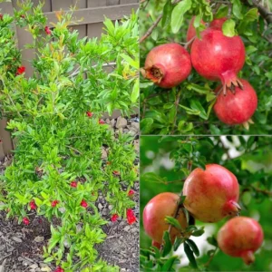 Pomegranate Plant (Hybrid, Pack of 1)