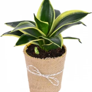 Snake Plant