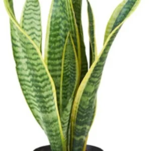 Snake plant
