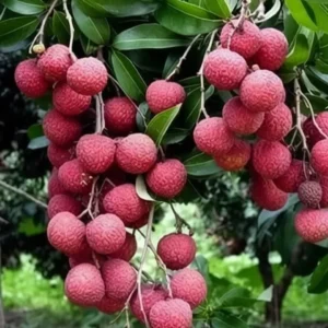 Litchi Plant (Hybrid, Pack of 1)