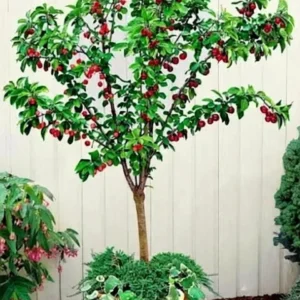 Cherry Fruit Plant (Hybrid, Pack of 1)