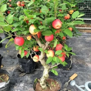Apple Plant (Hybrid, Pack of 1)