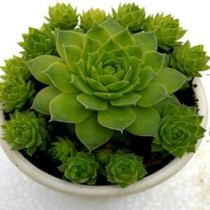Howarthia Zebra Plant (Hybrid, Pack of 1)