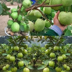 Guava Plant (Hybrid, Pack of 1)