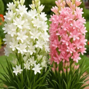 KUMUBON Tuberose/Rajnigandha Plant (Hybrid, Pack of 2)