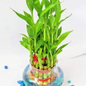Lucky bamboo plant